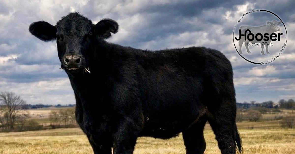 Hooser ranch pasture