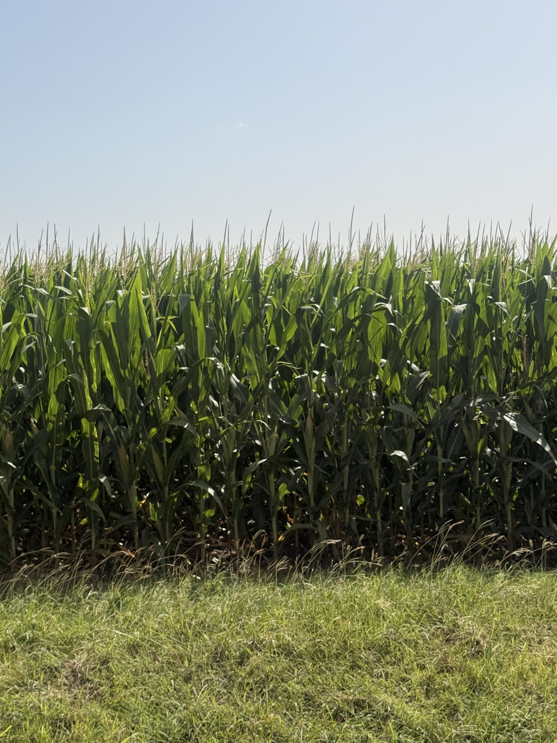 Corn field at J&L Farms, stalks at full harvest height